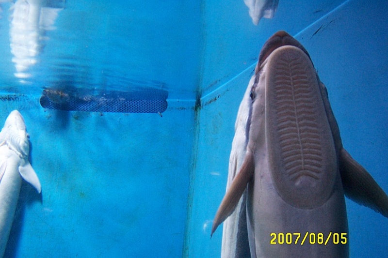 文件:吸盘鱼.jpg